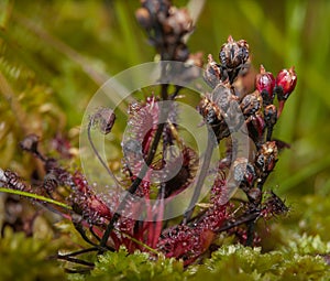 Macro photo of wild sundew in poland