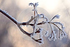 Macro photo. Winter forest, more yellow leaves and branches of trees covered with frost crystals.