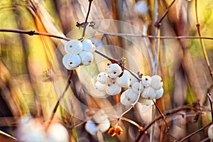 Macro photo. Winter, yellowed leaves and shrunken berries fisyat alone on the bare branches of trees on a clear blue sky.