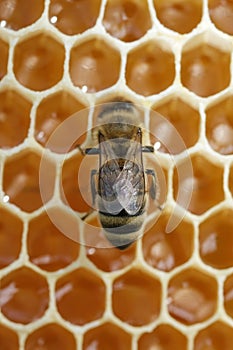 Macro photo working bee on honeycells. Concept of beekeeping.
