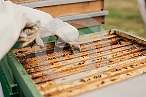 Macro photo of working bees on honeycombs. The beekeeper holds a honey cell with bees in his hands. Apiculture. Apiary.