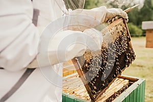 Macro photo of working bees on honeycombs. The beekeeper holds a honey cell with bees in his hands. Apiculture. Apiary.