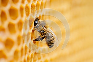 Macro photo of working bees on honeycombs. Beekeeping and honey production image