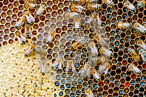 Macro photo of working bees on honeycombs. Beekeeping and honey production image