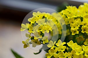 Macro photo of yellow blossoms on a kalanchoe plant