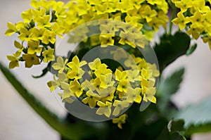 Macro photo of yellow blossoms on a kalanchoe plant