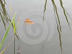 Macro photo. yellow dragonfly