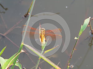 Macro photo. yellow dragonfly
