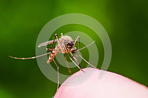 Yellow Fever, Malaria or Zika Virus Infected Mosquito Insect Macro on Green Background