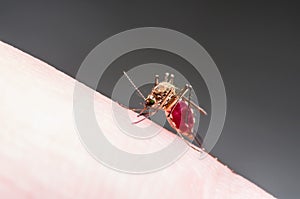 Yellow Fever, Malaria or Zika Virus Infected Mosquito Insect Macro