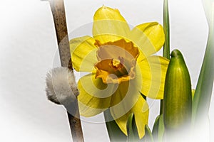 A macro photo of a yellow flower with orange pistil and stamen. A white background