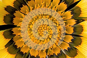Macro photo of a yellow Gaziania daisy