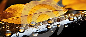 Macro photo of a yellow leaf with water drops on twig