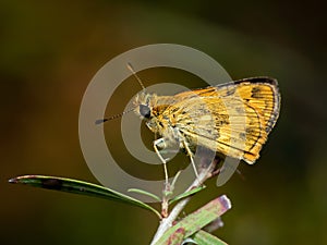 Macro Photo of Yellow Moth on Twig of Plant