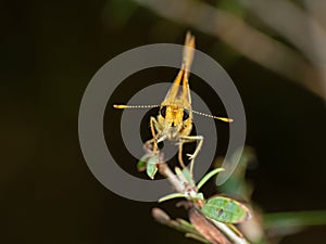 Macro Photo of Yellow Moth on Twig of Plant