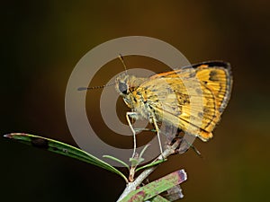 Macro Photo of Yellow Moth on Twig of Plant