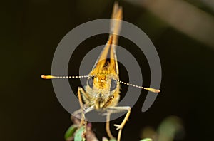 Macro Photo of Yellow Moth on Twig of Plant