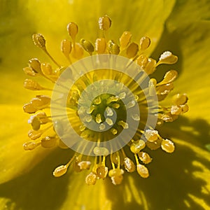 Macro photo of a yellow natural background of a heart of a flower