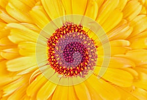 Macro photo of the yellow and orange flower