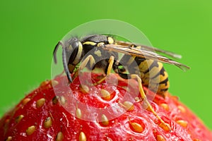 Macro photo of a yellowjacket on strawberry