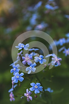 Macro photo of young Myosotis flowers in spring. Bruner Shrub Blue photo