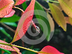 Macro photograhpy on raindrops on colorful leaf