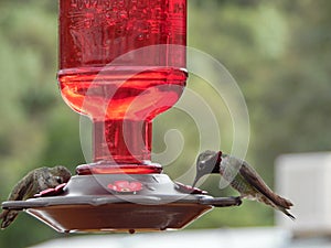 Macro Photograph of Annas Hummingbirds