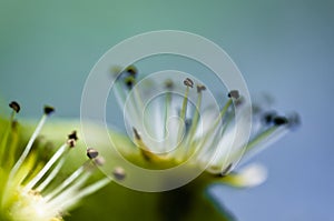 Macro photograph of an apple tree flower