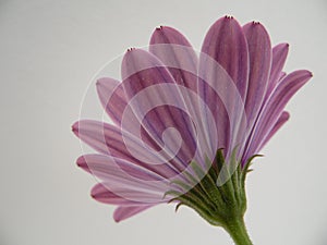 Macro Photograph of Back of African Daisy Flowers