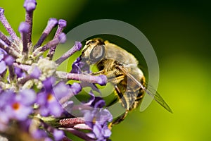 Macro photograph of a Bee on a Buddleia