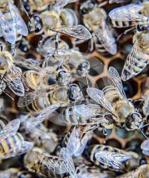 Macro photograph of . Dance of the honey bee. Bees in a bee hive on honeycombs