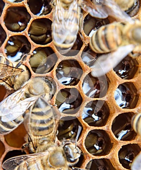 Macro photograph of . Dance of the honey bee. Bees in a bee hive on honeycombs