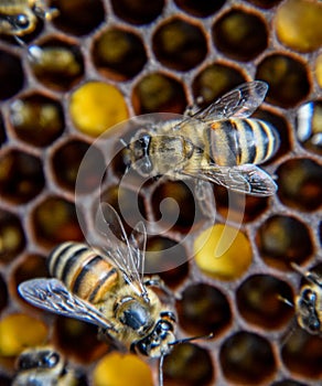 Macro photograph of bees. Dance of the honey bee. Bees in a bee hive on honeycombs