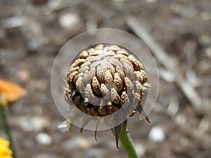 Macro Photograph of Calendula Seeds