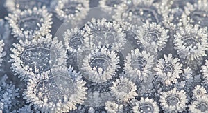 Intricate Ice Crystals Forming Geometric Patterns