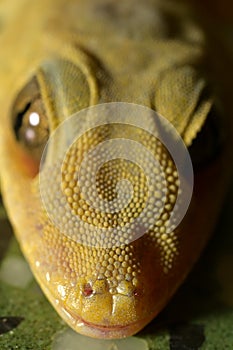 Macro photograph of Common house gecko or wall gecko, India.