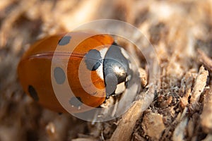 A Macro photograph of a common seven spot ladybird