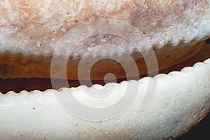 Macro photograph of a Cypraea species photo