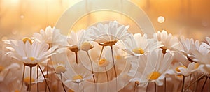 Macro photograph of daisy flowers