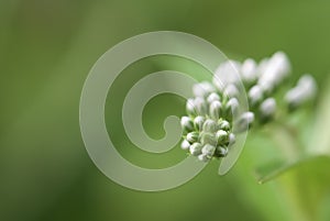 Macro photograph of flower buds in green background