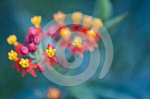 Macro photograph of a flowering plant