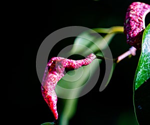 Macro photograph of a green leaf with magenta protuberance