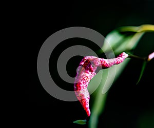 Macro photograph of a green leaf with magenta protuberance