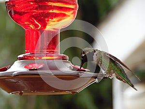 Macro Photograph of Hummingbird