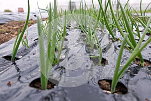macro photograph of intensive onion cultivation on a farm