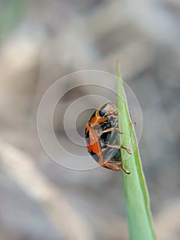 Macro photograph of a ladybug & x28;Coccinellidae& x29; on a grass blade.  Orange-red elytra with black spots are visible. photo