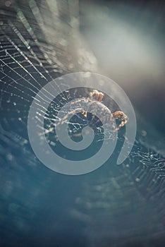 Large predatory spider in the web