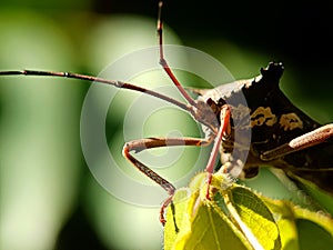 Macro photograph of a leaf-footed bug resting on a leaf, highlighted against a soft green background