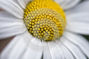 Macro photograph of Leucanthemum vulgare