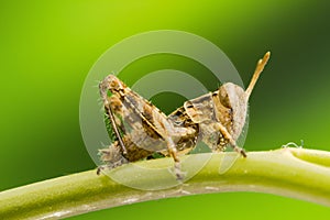 Macro photograph of a locust nymph
